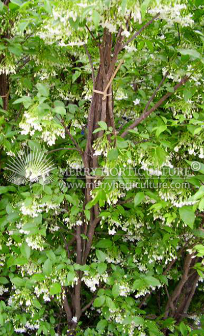 Wrightia religiosa double flower